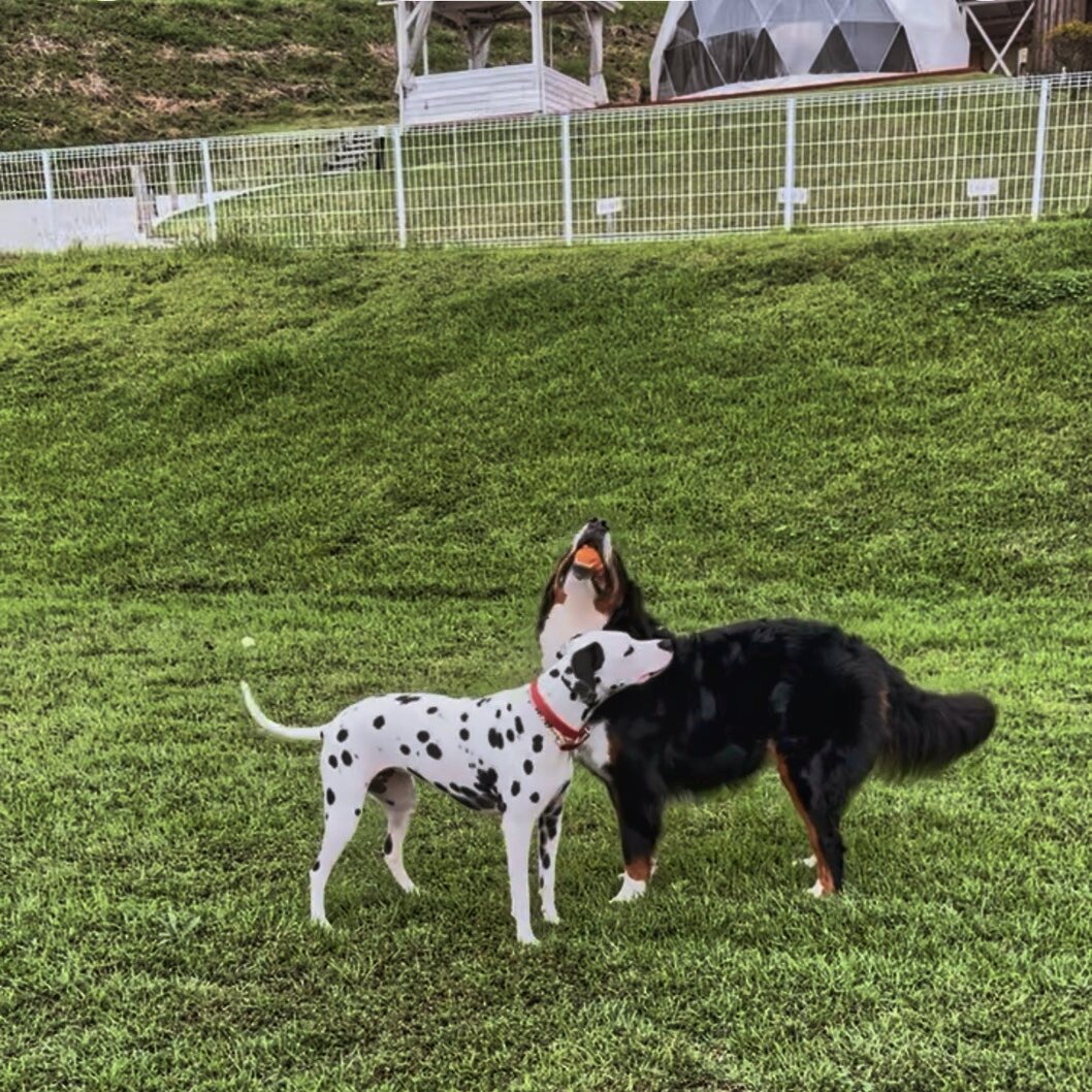 愛犬とグランピング