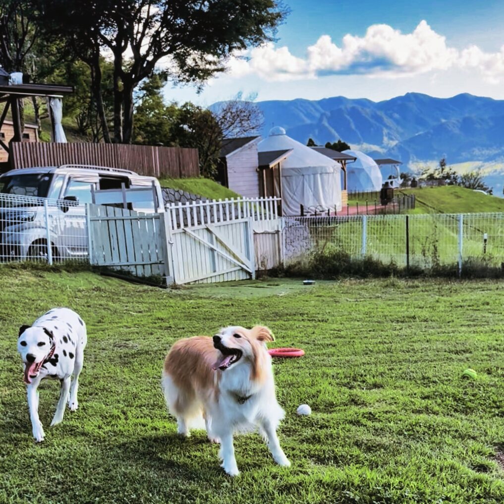 愛犬とグランピング