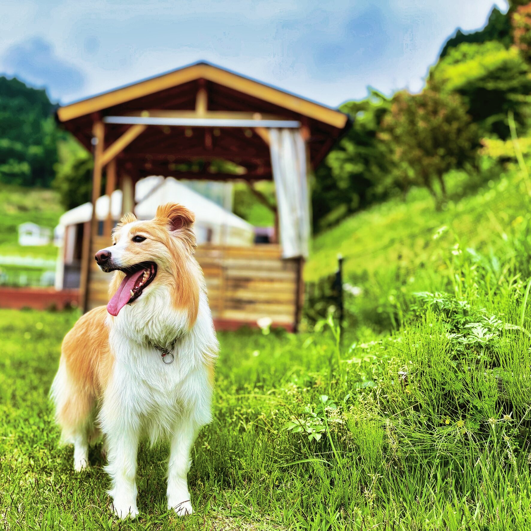 愛犬とグランピング