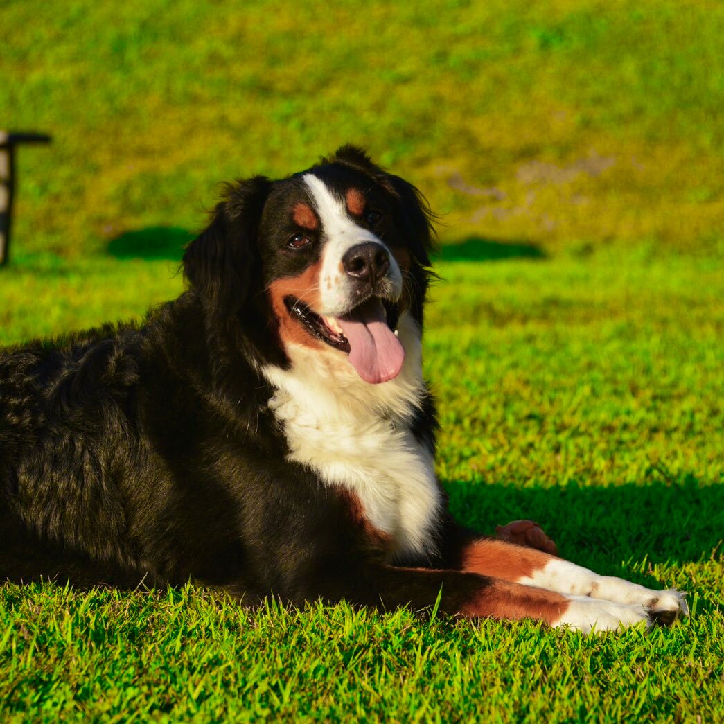 愛犬とグランピング